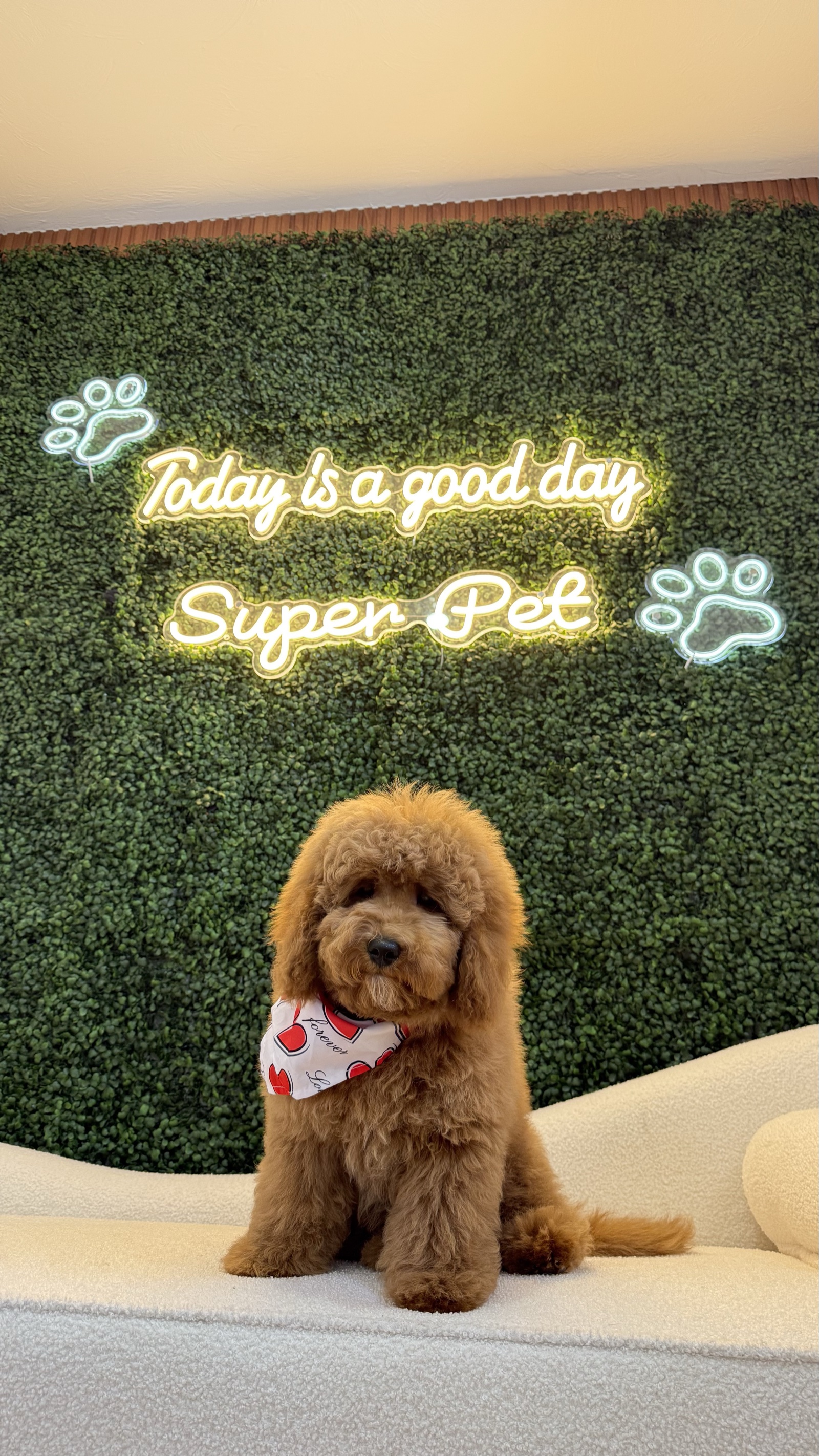 Goldendoodle with a red heart bandana in front of the Super Pet neon sign